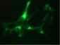 KLK3 / PSA Antibody (clone 2B7)